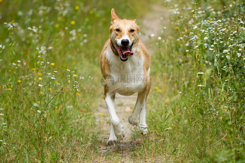 跑通过草甸的愉快的狗图片
