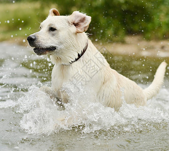 玩游泳的狗图片