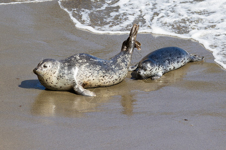两岁的海豹宝在加利福尼亚海岸的一个受保护的小海湾里与图片