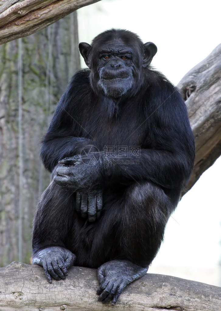 皮尔森动物园成年黑猩的肖像捷克共和图片