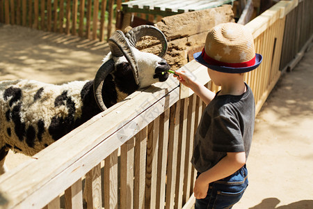 有角的公羊从一个男孩的手中吃掉雅各布的四角公羊孩子在宠物动园喂羊与孩子们在户外积极休闲在动物农场喂背景图片