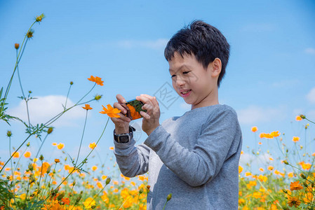 用智能手机拍摄花朵照片图片