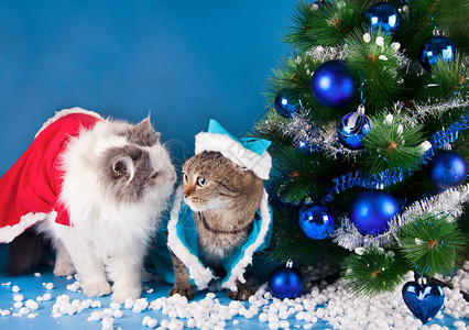圣诞树上的猫背景图片