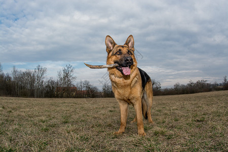 德国牧羊犬在玩耍图片