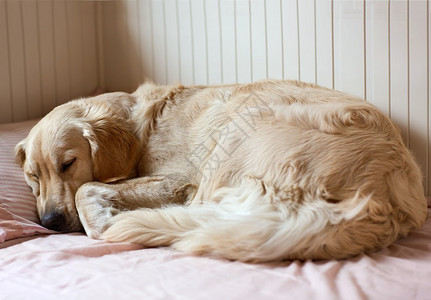 睡在床上的狗图片