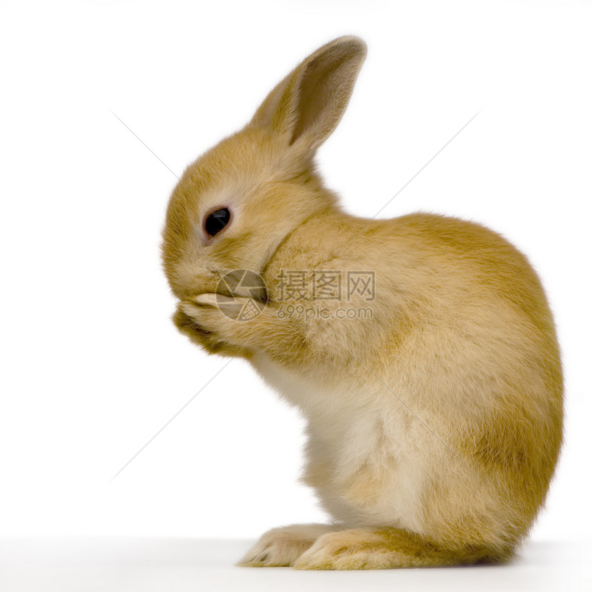 白色背景下害羞的兔子图片