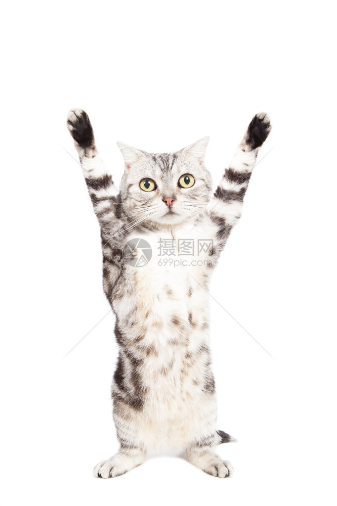 猫在白色背景上站立和举手图片