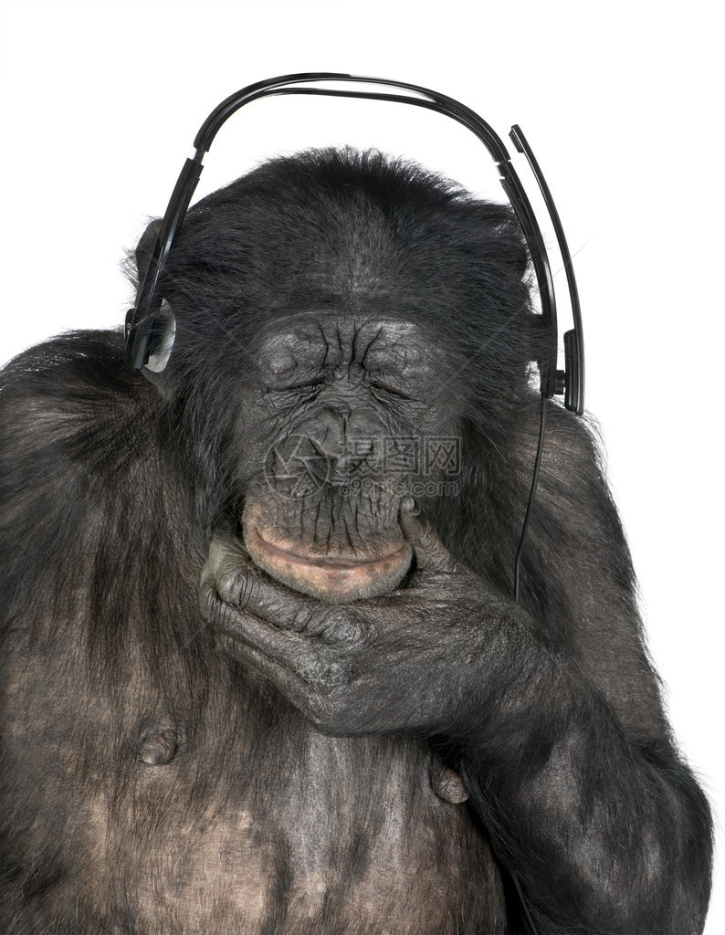 猴子监听音乐在白色背景面前用黑头盔闭着眼睛黑猩和博诺20岁之间图片