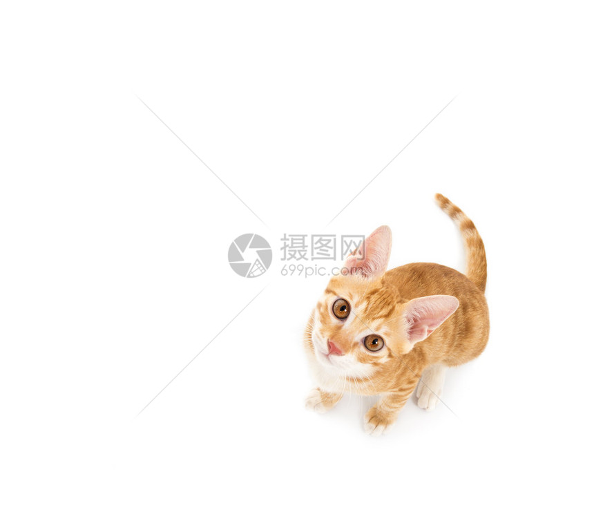 小猫抬头图片