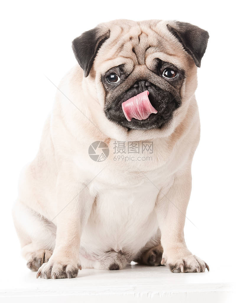 帕格狗坐着舔露出舌头孤立在白色图片