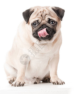 帕格狗坐着舔露出舌头孤立在白色背景图片