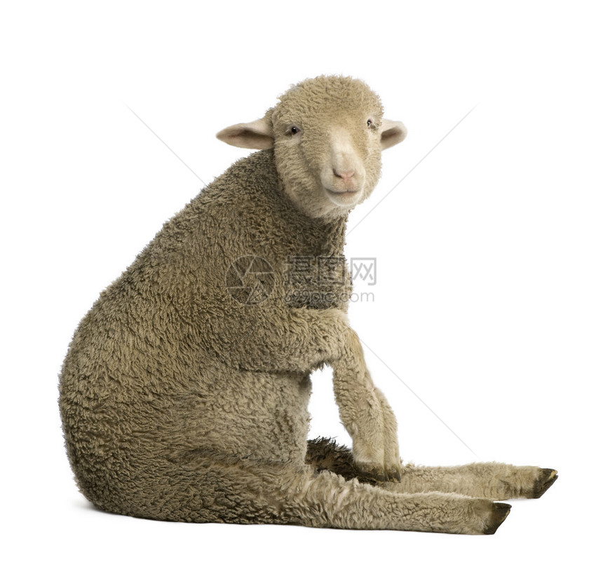梅里诺羊羔4个月大坐在图片
