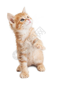 可爱的小橙色小猫咪坐着抬起爪图片
