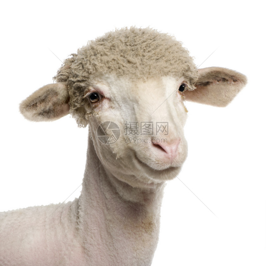 4个月大的梅里诺羊羔在白面前被部图片