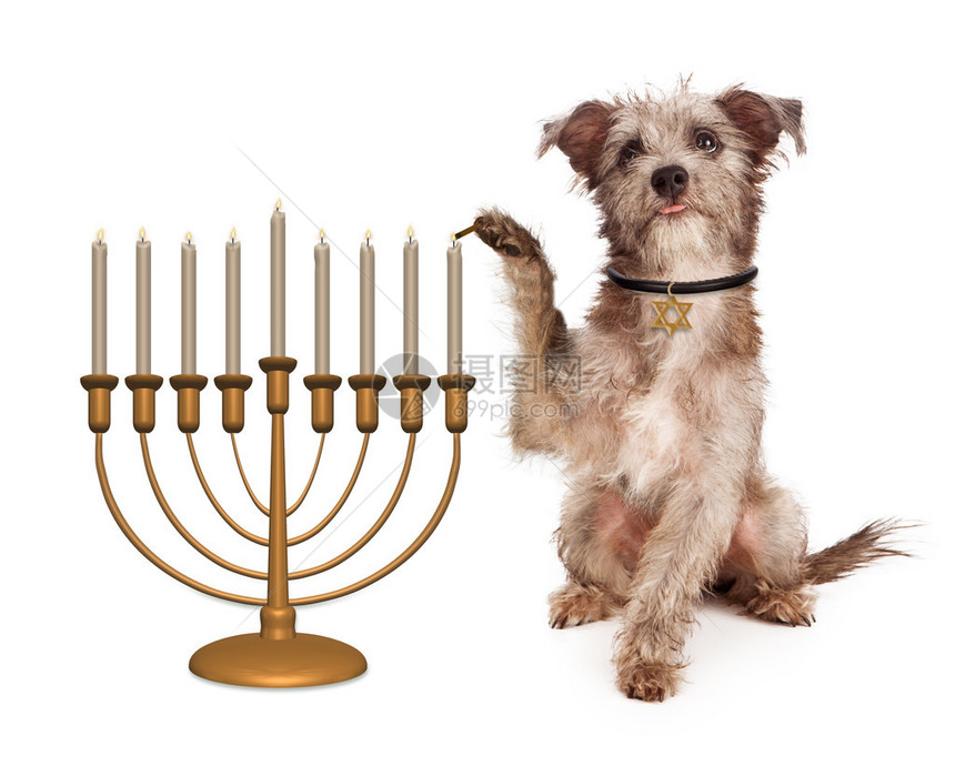 穿着项圈犹太星徽标签的可爱狗在Hanukkah庆祝图片