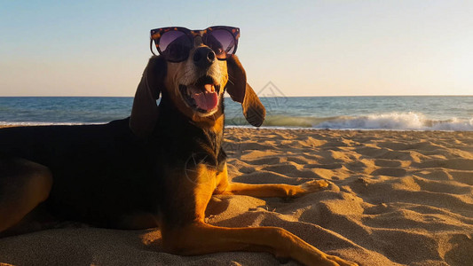 一只戴着太阳镜的猎犬在海滩上的肖像图片