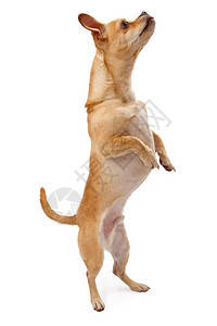 一只小奇瓦混合狗站在后腿的舞厅上图片
