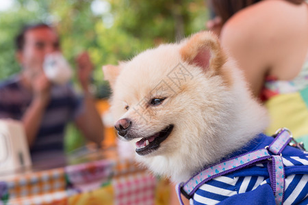 咖啡店的博美犬图片