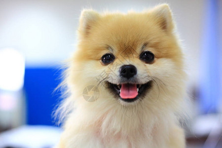 博美犬可爱快乐的微笑可爱的宠物背景图片
