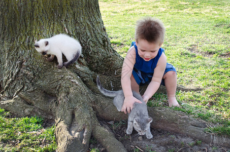 一个小男孩在后院追逐小猫图片
