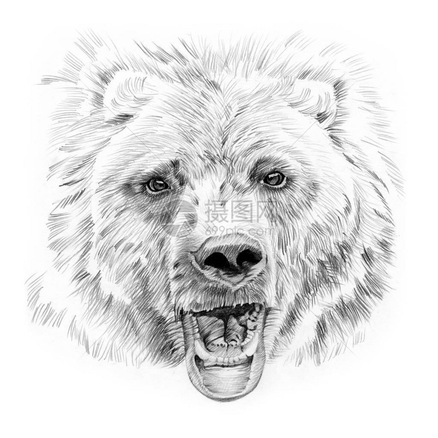用铅笔手工绘制的熊肖像原图片