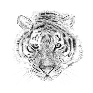手工绘制的老虎图片