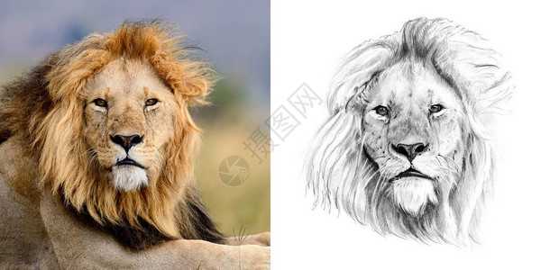 狮子原型与绘制图图片