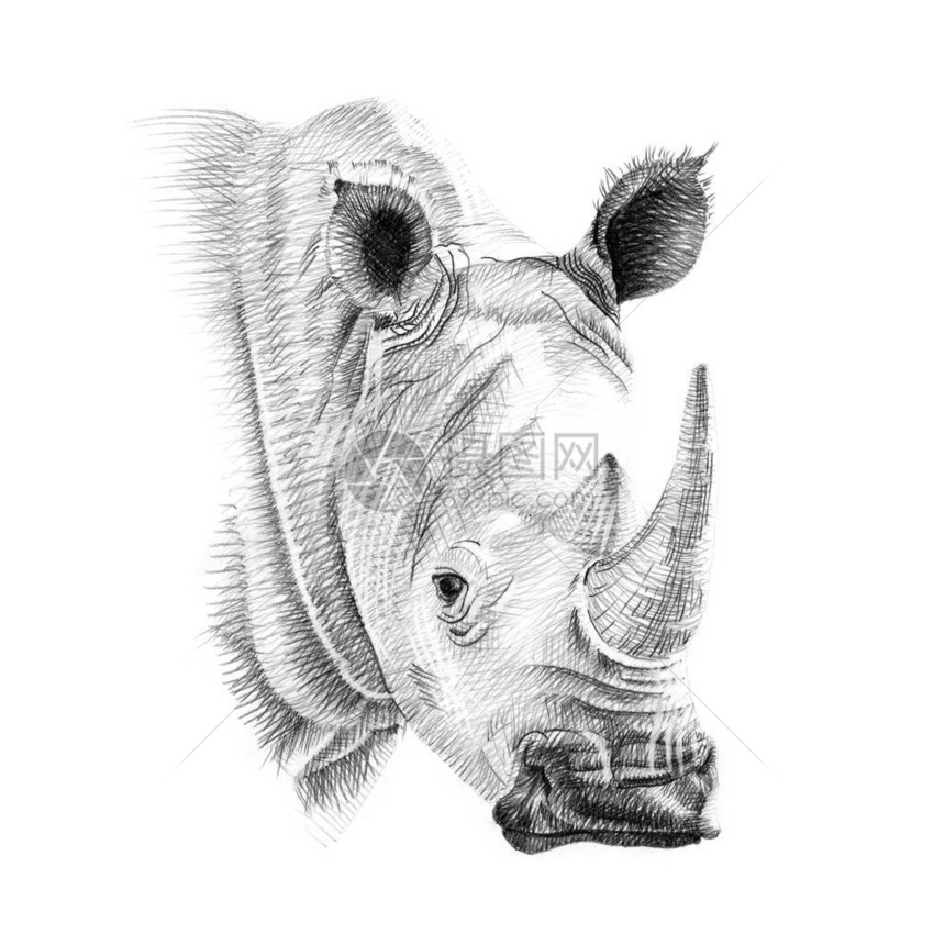 用铅笔手工绘制的犀牛肖像图片
