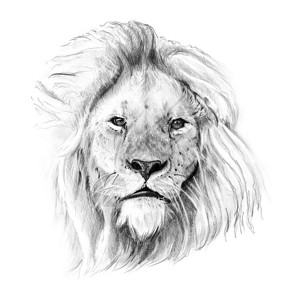 用铅笔手工画的狮子图片