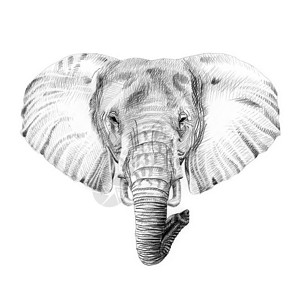 用铅笔手工绘制的大象肖像原始图片