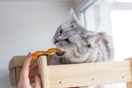 英国愤怒的小猫咬了可图片