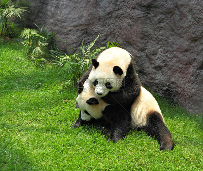 两只熊猫玩耍图片