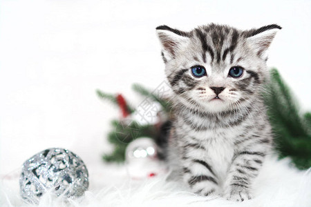 条纹小猫和圣诞树球小猫新年图片