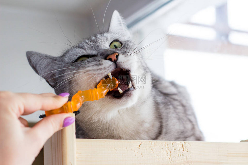 愤怒的英国猫咬橙色玩具玩人手图片