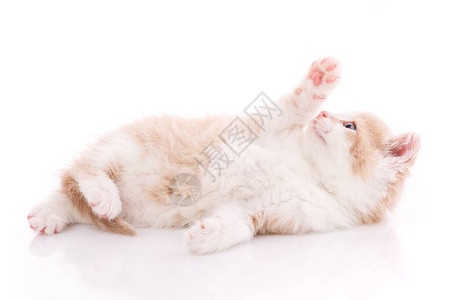 一只可爱的小猫咪躺在她背上白色背景图片