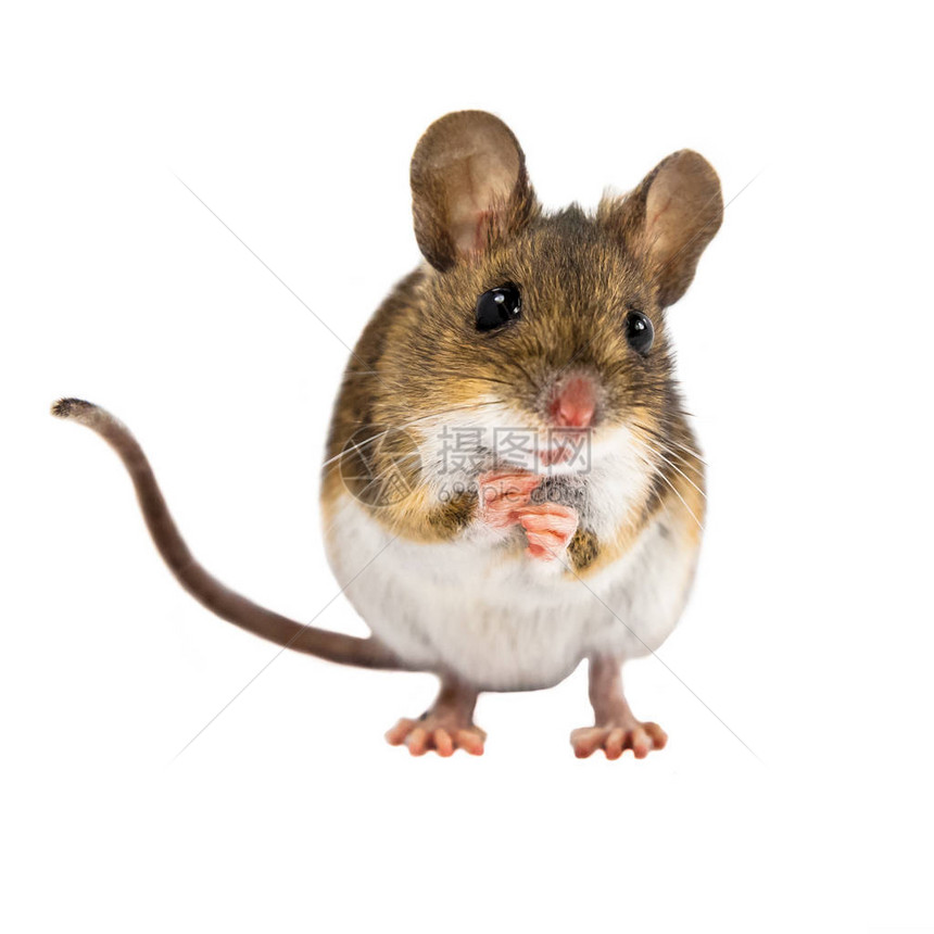 棕色的可爱眼睛站在白色背景上的木鼠Apodemussylva图片