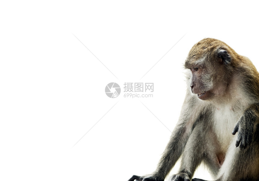 猴子LongTailedMacaque在边框图片