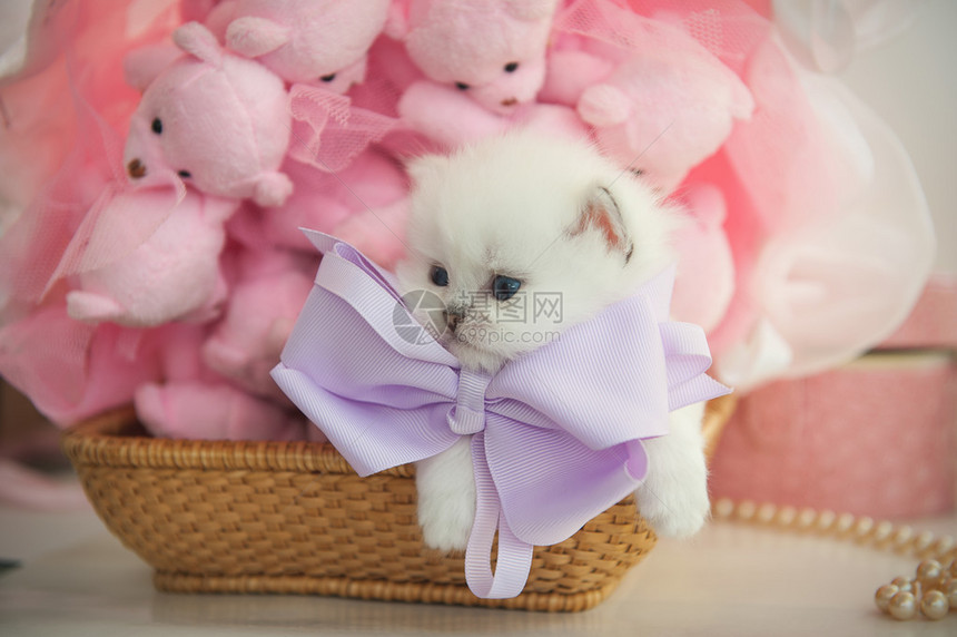 英国纯种小猫在粉红背景泰图片