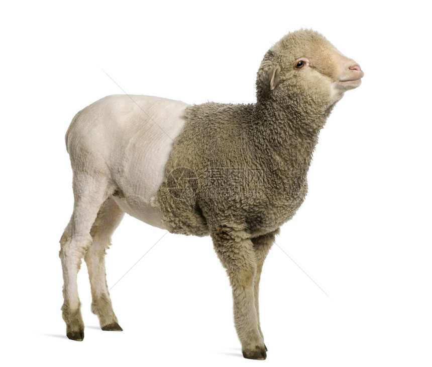 4个月大的梅里诺羊羔在白面图片