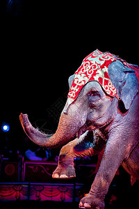 黑色背景上的马戏团大象背景图片