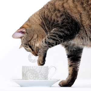 好奇的猫玩着一杯茶图片
