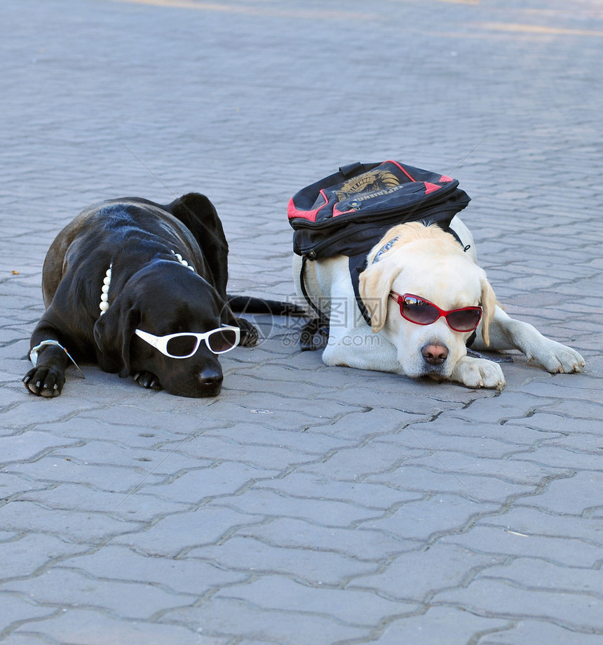 两只狗躺在地上戴着墨镜和背包的照片图片