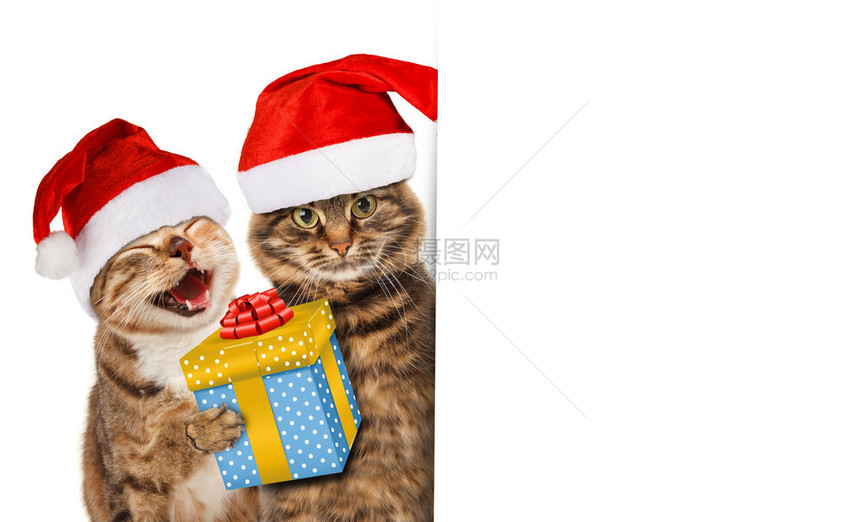 带着礼物从墙后偷看的喜笑和严肃猫在圣诞节帽子上欢图片