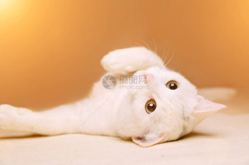 白色家猫躺在它的背上复制空间图片