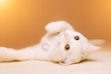 白色家猫躺在它的背上复制空间背景图片