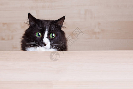 猫从桌子表面后偷看图片