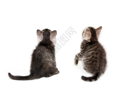 白色背景上的两只灰色小猫图片