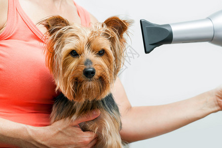 用吹风机为约克郡犬吹毛的女性图片
