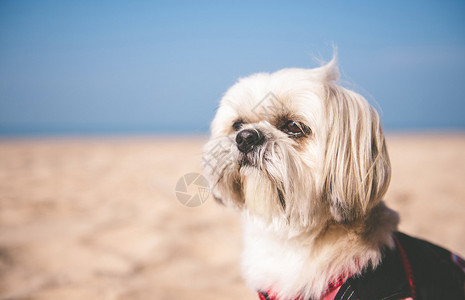 沙滩上的西施犬背景图片