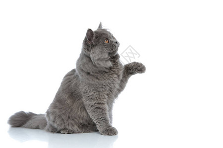 一边看着可爱的英国长头发猫灰色毛皮坐着玩一只爪子在白色工作图片